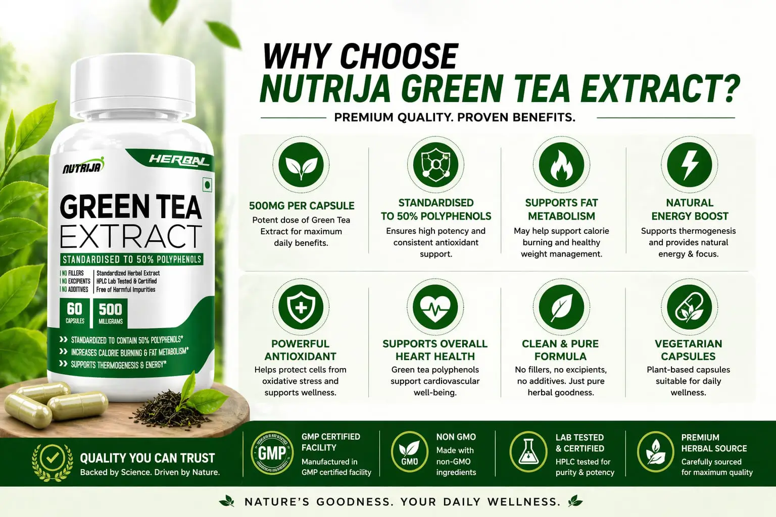 Green-Tea-Extract-500MG-INGREDIENT-BREAKDOWN