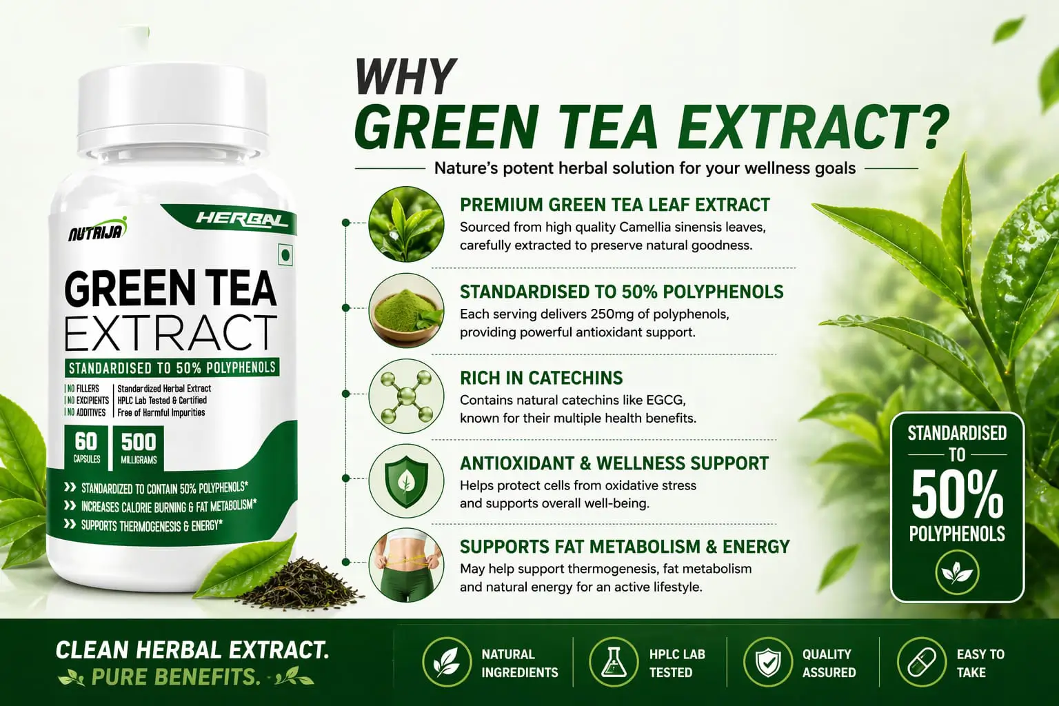 Green-Tea-Extract-500MG-WHY-THIS-FORMULA